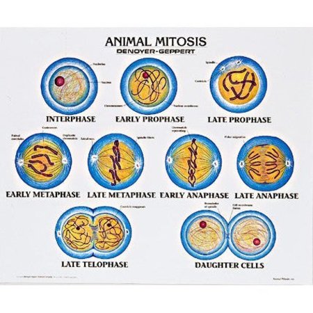 DENOYER-GEPPERT Charts/Posters, Animal Mitosis Chart Mounted 1912-10